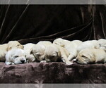 Small Photo #2 Golden Retriever Puppy For Sale in VALLEY CENTER, KS, USA