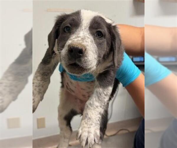 Medium Photo #1 Texas Heeler Puppy For Sale in Bakersfield, CA, USA