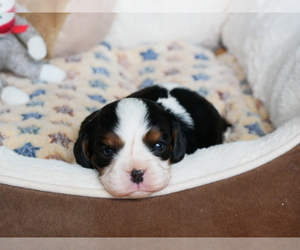 Cavalier King Charles Spaniel Puppy for sale in MARCELLUS, MI, USA
