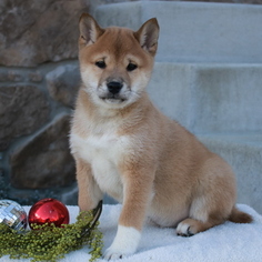 Shiba Inu Puppy for sale in GAP, PA, USA
