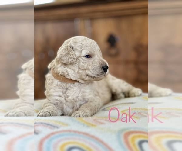 Medium Photo #4 Goldendoodle Puppy For Sale in BRAWLEY, CA, USA