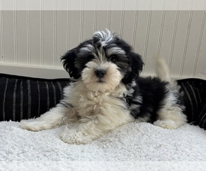 Mal-Shi Puppy for sale in FRANKLIN, IN, USA