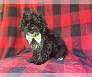 YorkiePoo Puppy for sale in LAKELAND, FL, USA