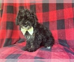 Small YorkiePoo