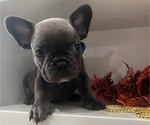 Small Photo #2 French Bulldog Puppy For Sale in SLIDELL, LA, USA