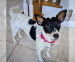 Small Rat Terrier Mix