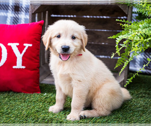 Golden Retriever Puppy for Sale in WAKARUSA, Indiana USA