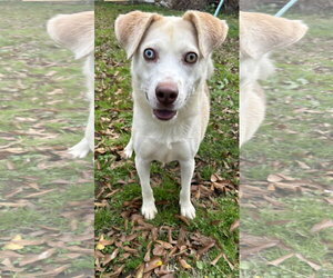 Siberian Husky-Unknown Mix Dogs for adoption in Jackson, MS, USA