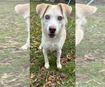 Small Siberian Husky Mix
