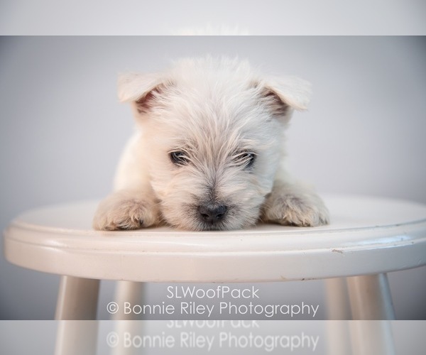 Medium Photo #7 West Highland White Terrier Puppy For Sale in PLEASANTON, KS, USA