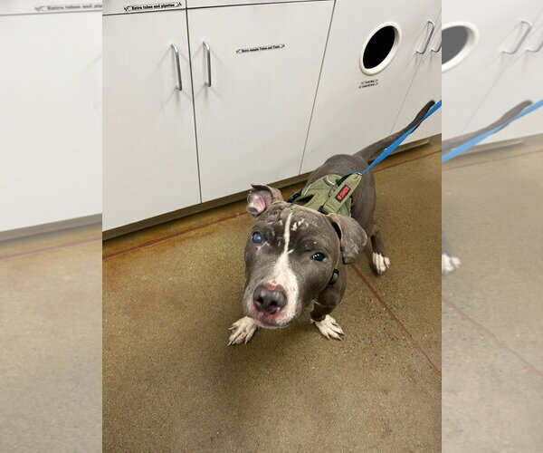 Medium Photo #2 American Pit Bull Terrier-American Staffordshire Terrier Mix Puppy For Sale in Princeton, MN, USA