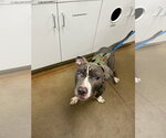 Small Photo #2 American Pit Bull Terrier-American Staffordshire Terrier Mix Puppy For Sale in Princeton, MN, USA