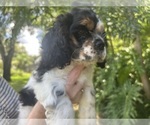 Image preview for Ad Listing. Nickname: Moo