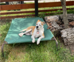 Small #7 American Pit Bull Terrier-Chihuahua Mix