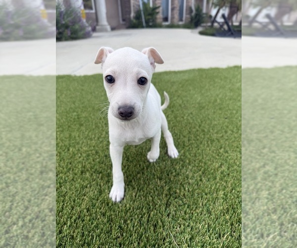 Medium Photo #1 Italian Greyhound Puppy For Sale in SAN DIEGO, CA, USA
