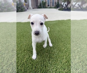 Italian Greyhound Puppy for sale in SAN DIEGO, CA, USA
