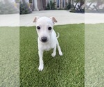 Small Italian Greyhound