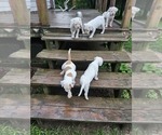 Small #5 American Bulldog