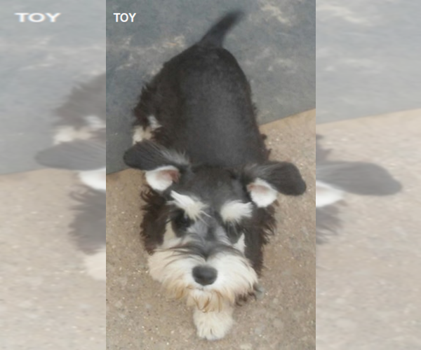 Medium Photo #5 Schnauzer (Miniature) Puppy For Sale in TOLEDO, OH, USA