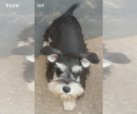 Small Photo #5 Schnauzer (Miniature) Puppy For Sale in TOLEDO, OH, USA