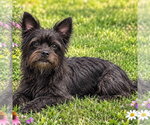 Small Photo #2 Mutt Puppy For Sale in Yardley, PA, USA