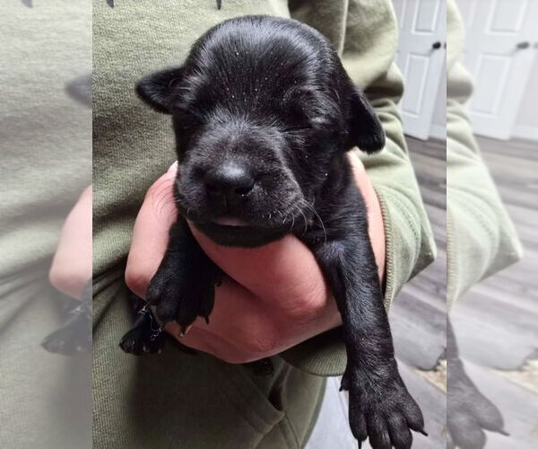 Medium Photo #2 Chihuahua-Unknown Mix Puppy For Sale in Lakewood, CO, USA