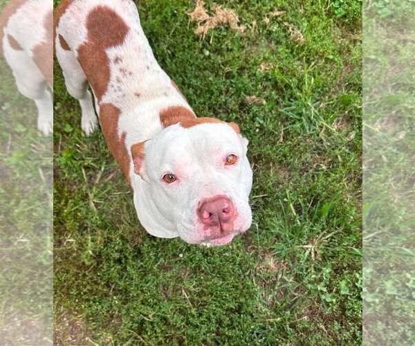 Medium Photo #1 Mutt Puppy For Sale in Low Moor, VA, USA