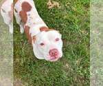 Small Mutt