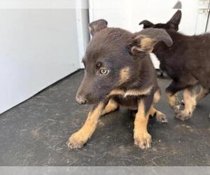 German Shepherd Dog Dogs for adoption in Riverside, CA, USA
