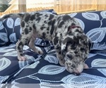 Small #2 Great Dane