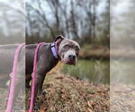 Small #4 American Staffordshire Terrier Mix