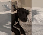 Small #5 American Staffordshire Terrier Mix