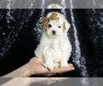 Puppy Teeny Houdini Maltipoo (Miniature)