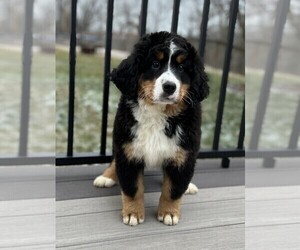 Bernese Mountain Dog Puppy for sale in FREDERICKSBURG, OH, USA