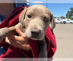 Doberman Pinscher-Unknown Mix Dogs for adoption in Santa Rosa, CA, USA