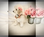 Small Photo #4 Poodle (Toy) Puppy For Sale in SAFFORD, AZ, USA