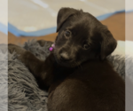 Small #3 Labrador Retriever Mix