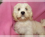 Puppy 3 Cavachon