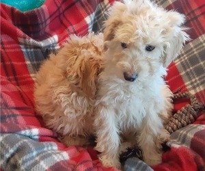 Aussiedoodle Miniature  Puppy for sale in LEETONIA, OH, USA