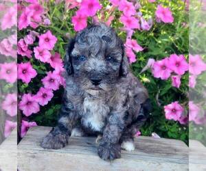 Poodle (Miniature) Puppy for sale in ARTHUR, IL, USA