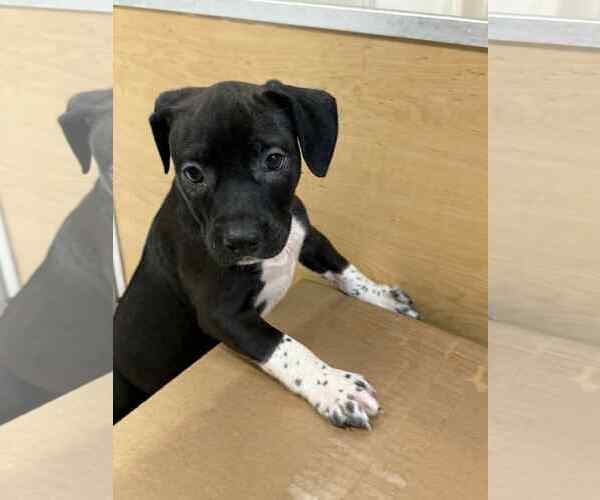 Medium Photo #3 American Boston Bull Terrier Puppy For Sale in Mechanicsburg, PA, USA