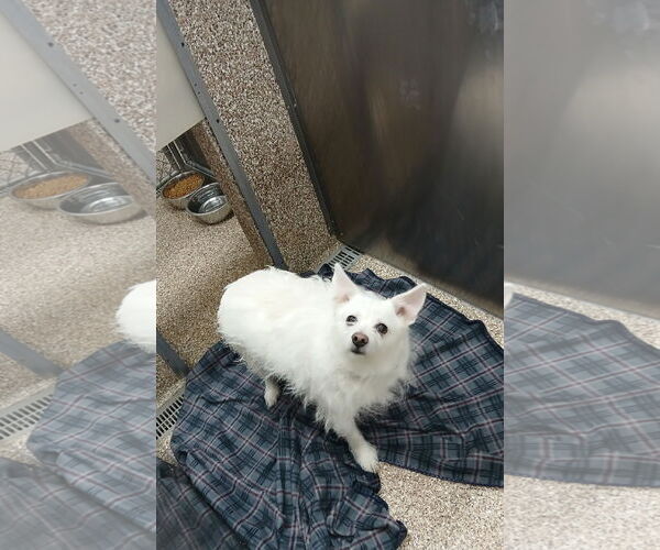 Medium Photo #1 Maltese-Unknown Mix Puppy For Sale in Martinsburg, WV, USA