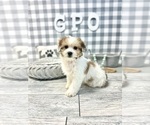 Small Photo #5 Havachon Puppy For Sale in MARIETTA, GA, USA