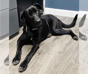 Great Dane-Labrador Retriever Mix Dogs for adoption in Lakewood, CO, USA