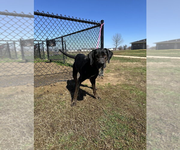 Medium Photo #3 Labrottie Puppy For Sale in Evansville, IN, USA