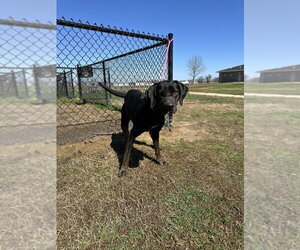 Walter - Male Labrottie Dog for Adoption - Photo #3