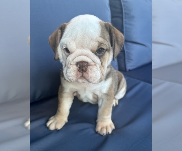 Medium Photo #14 English Bulldog Puppy For Sale in WEEKI WACHEE, FL, USA