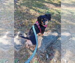Small Photo #4 Mutt Puppy For Sale in Candler, NC, USA