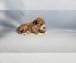 Small Photo #57 Bernedoodle (Miniature) Puppy For Sale in BLACK FOREST, CO, USA