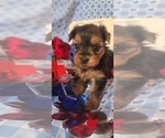 Puppy 12 Yorkshire Terrier